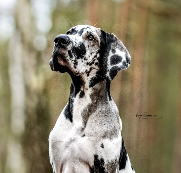 Therapiehund in Ausbildung Holly Deutsche Dogge 