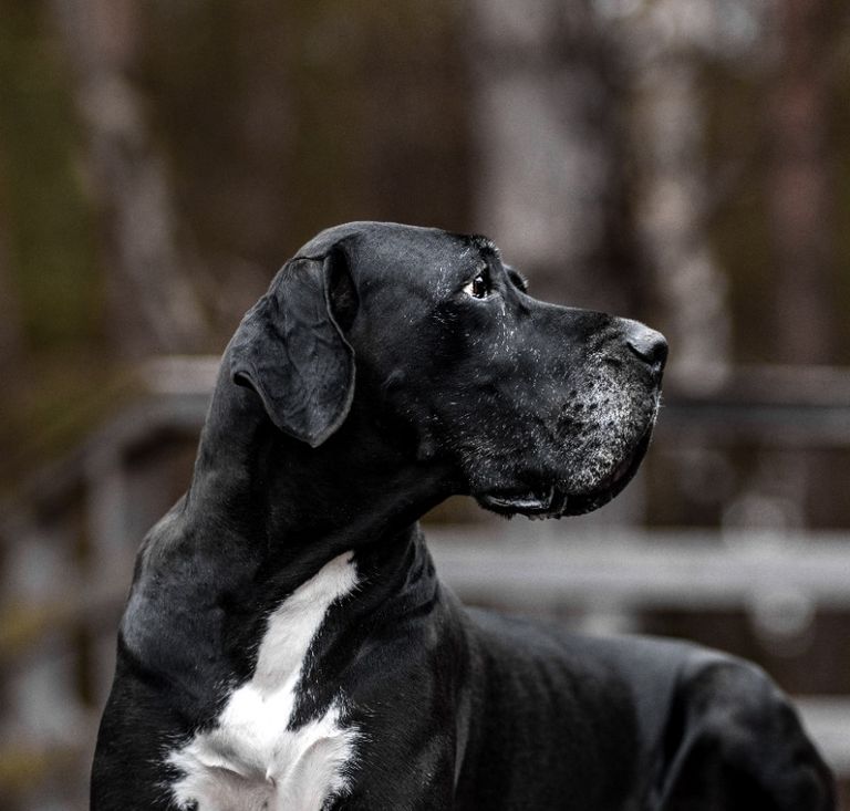 Therapiehund Fame v.d. Burg Ravenberg  Deutsche Dogge