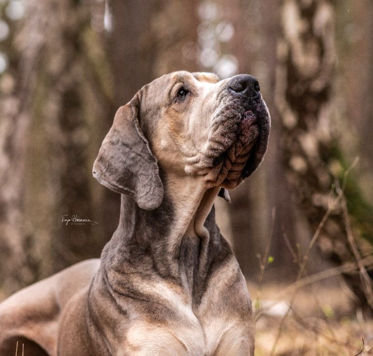 Therapiehund in Ausbildung Holly Deutsche Dogge 