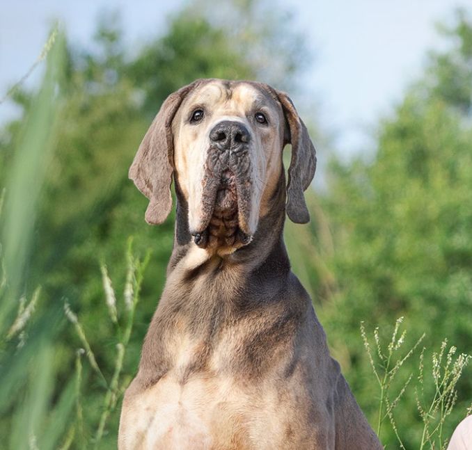 Therapiehund in Ausbildung Holly Deutsche Dogge 