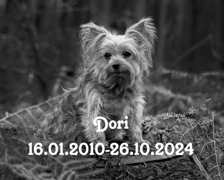 Praxishund Dori Yorkshire Terrier 